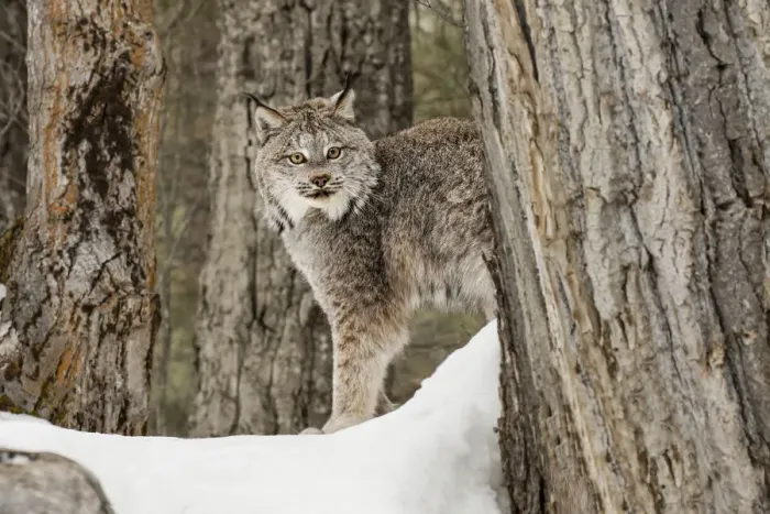 Framed Print : Canada Lynx or Canadian Lynx in winter, (Captive) Montana Lynx canadensis, Felidae Framed Print : Canada Lynx or Canadian Lynx in winter, (Captive) Montana Lynx canadensis, Felidae