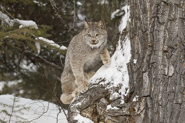 Canada lynx in winter, Lynx canadensis, controlled situation