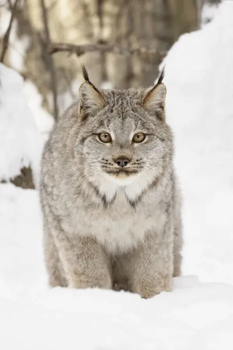 Framed Print : Canada lynx in winter, Lynx canadensis, controlled situation Framed Print : Canada lynx in winter, Lynx canadensis, controlled situation