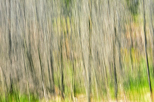 Canada, Manitoba. Abstract of trees in Nopiming Provincial Park