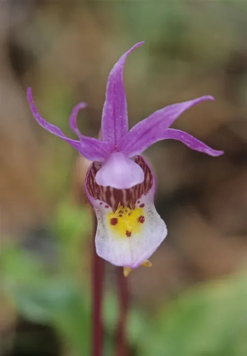 Framed Print : Canada, Manitoba, Agassiz Provincial Forest. Calypso orchid close-up Framed Print : Canada, Manitoba, Agassiz Provincial Forest. Calypso orchid close-up