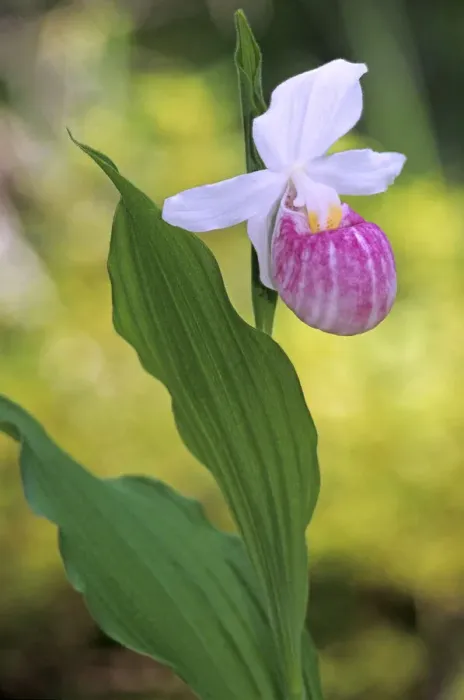 Framed Print : Canada, Manitoba, Agassiz Provincial Forest. Showy ladys slipper orchid close-up