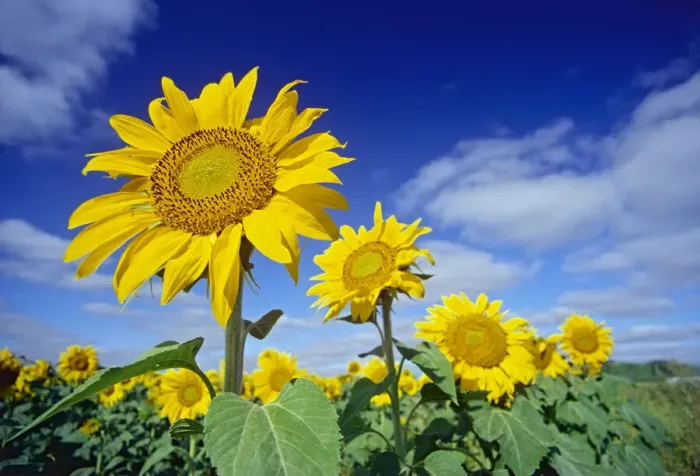 Framed Print : Canada, Manitoba, Altona. Close-up of sunflowers Framed Print : Canada, Manitoba, Altona. Close-up of sunflowers
