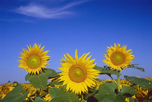 Canada, Manitoba, Altona. Close-up of sunflowers