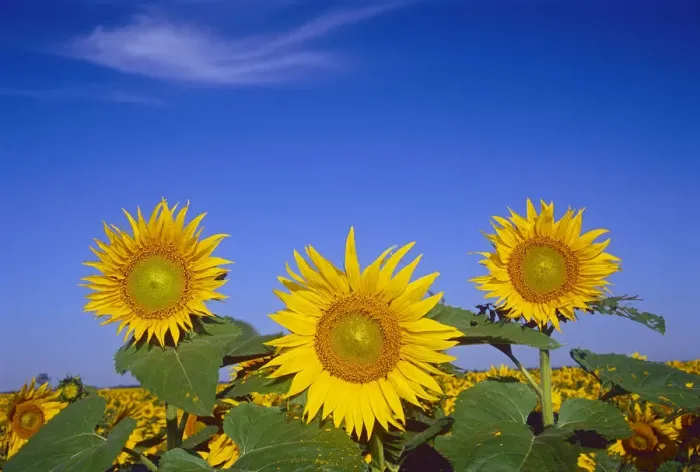 Framed Print : Canada, Manitoba, Altona. Close-up of sunflowers Framed Print : Canada, Manitoba, Altona. Close-up of sunflowers