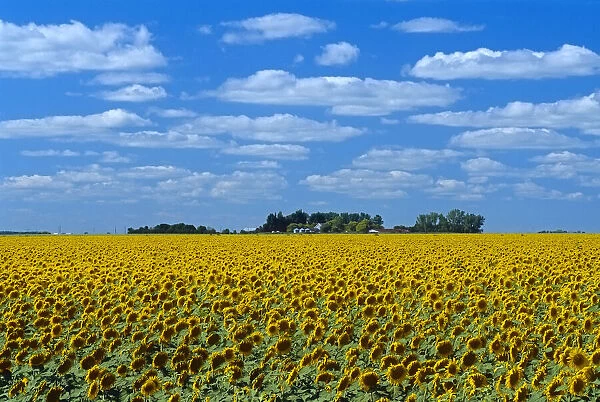 Canada, Manitoba, Altona. Farm field with crop of sunflowers