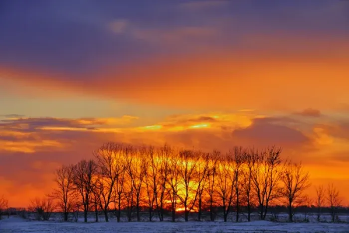 Framed Print : Canada, Manitoba, Altona. Trees at sunrise on the snowy prairie Framed Print : Canada, Manitoba, Altona. Trees at sunrise on the snowy prairie