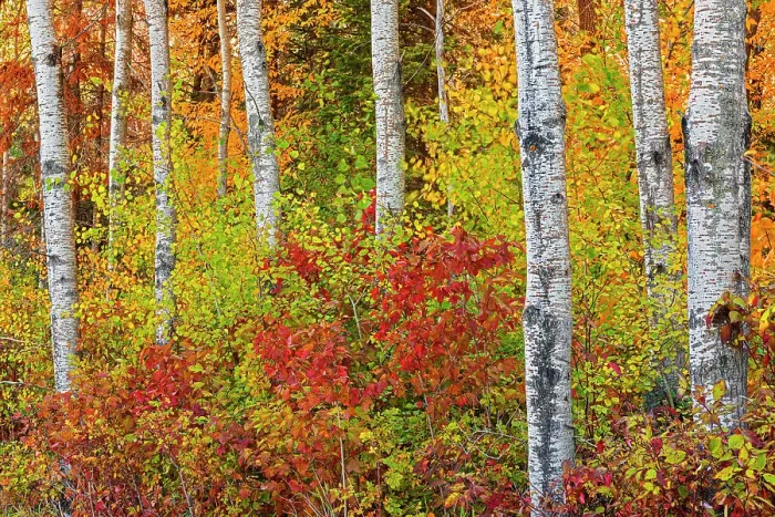 Framed Print : Canada, Manitoba. Autumn colors Hecla-Grindstone Provincial Park Framed Print : Canada, Manitoba. Autumn colors Hecla-Grindstone Provincial Park