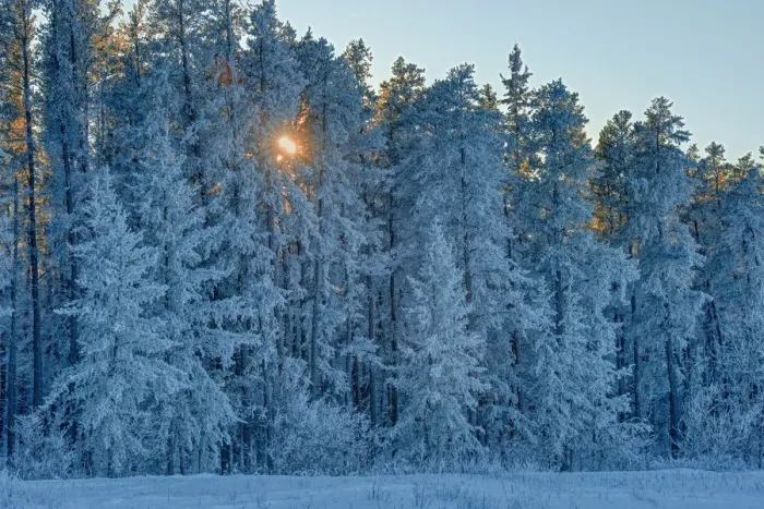 Framed Print : Canada, Manitoba, Belair Provincial Forest. Backlit jack pine trees covered in hoarfrost Framed Print : Canada, Manitoba, Belair Provincial Forest. Backlit jack pine trees covered in hoarfrost