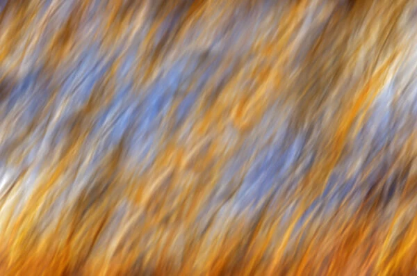 Canada, Manitoba, Birds Hill Provincial Park. Abstract of autumn leaves and sky. Credit as
