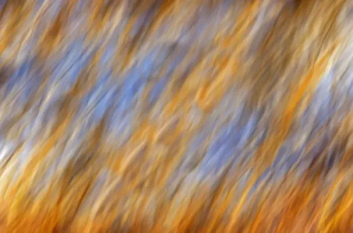 Framed Print : Canada, Manitoba, Birds Hill Provincial Park. Abstract of autumn leaves and sky. Credit as