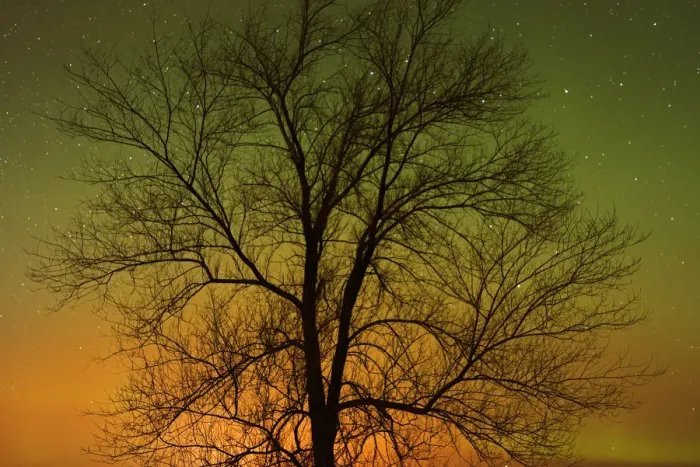 Framed Print : Canada, Manitoba, Birds Hill Provincial Park. Aurora borealis and cottonwood tree Framed Print : Canada, Manitoba, Birds Hill Provincial Park. Aurora borealis and cottonwood tree