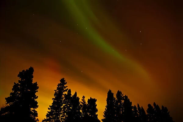 Canada, Manitoba, Birds Hill Provincial Park. Aurora borealis and trees. Credit as