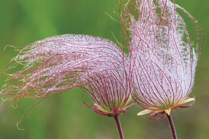 Framed Print : Canada, Manitoba, Birds Hill Provincial Park. Three-flowered avens close-up Framed Print : Canada, Manitoba, Birds Hill Provincial Park. Three-flowered avens close-up