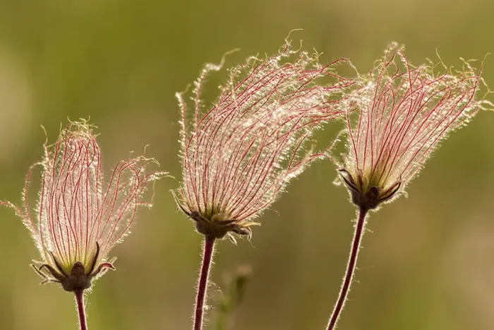Framed Print : Canada, Manitoba, Birds Hill Provincial Park. Flowers on a three-flowered avens Framed Print : Canada, Manitoba, Birds Hill Provincial Park. Flowers on a three-flowered avens