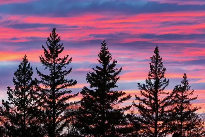 Framed Print : Canada, Manitoba, Birds Hill Provincial Park. Sunset silhouettes evergreen trees Framed Print : Canada, Manitoba, Birds Hill Provincial Park. Sunset silhouettes evergreen trees