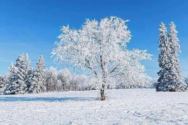 Canada, Manitoba, Birds Hill Provincial Park. Hoarfrost-covered trees