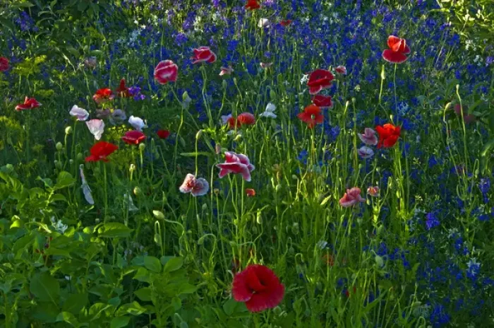 Framed Print : Canada, Manitoba, Brandon. Poppies and other garden flowers