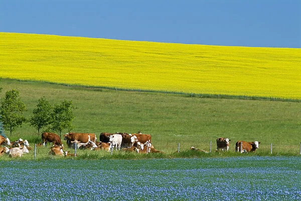 Canada, Manitoba, Bruxelles. Cattle and canola and flax crops