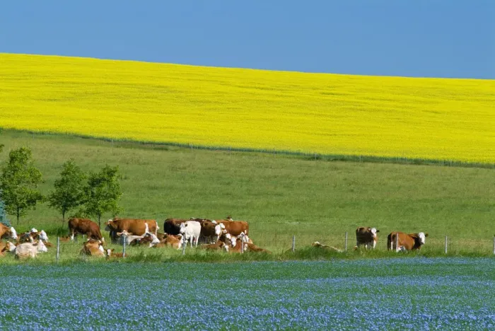 Framed Print : Canada, Manitoba, Bruxelles. Cattle and canola and flax crops