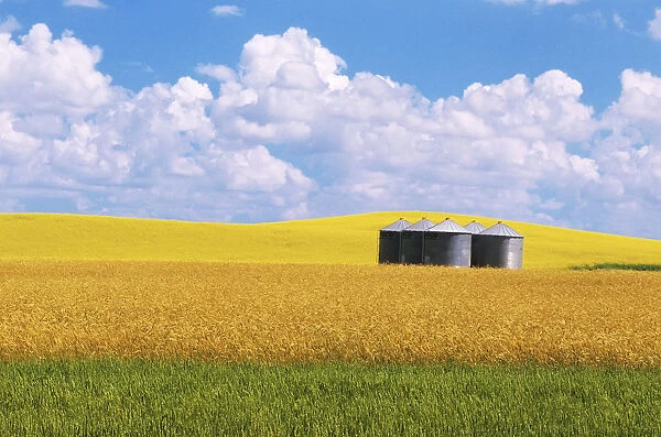 Canada, Manitoba, Bruxelles. Grain bins amid wheat and canola crops