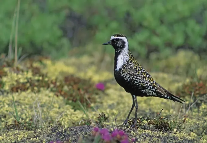 Framed Print : Canada, Manitoba, Churchill. American golden plover