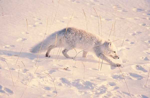 Canada, Manitoba, Churchill. Arctic fox on snow (Wild, Alopex lagopus)