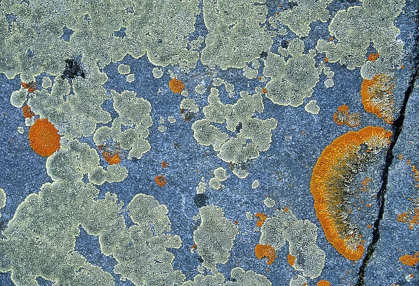 Canada, Manitoba, Churchill. Crustose lichen on rock