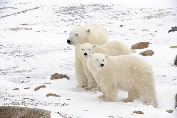 Canada, Manitoba, Churchill. Mother polar bear and two cubs