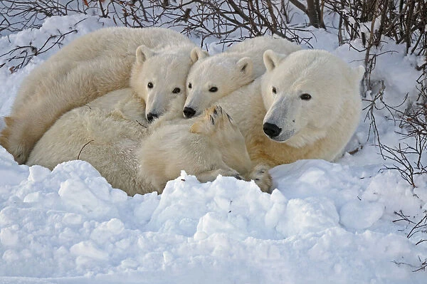 Canada, Manitoba, Churchill. Mother polar bear with two cubs resting in snowbank at