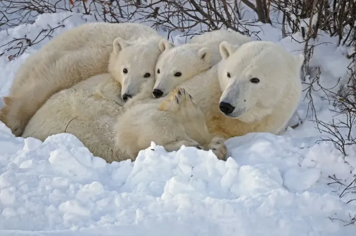 Framed Print : Canada, Manitoba, Churchill. Mother polar bear with two cubs resting in snowbank Framed Print : Canada, Manitoba, Churchill. Mother polar bear with two cubs resting in snowbank