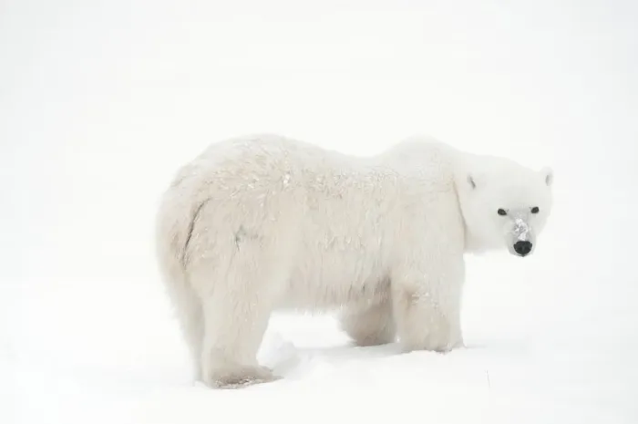 Framed Print : Canada, Manitoba, Churchill. Polar bear on frozen tundra Framed Print : Canada, Manitoba, Churchill. Polar bear on frozen tundra