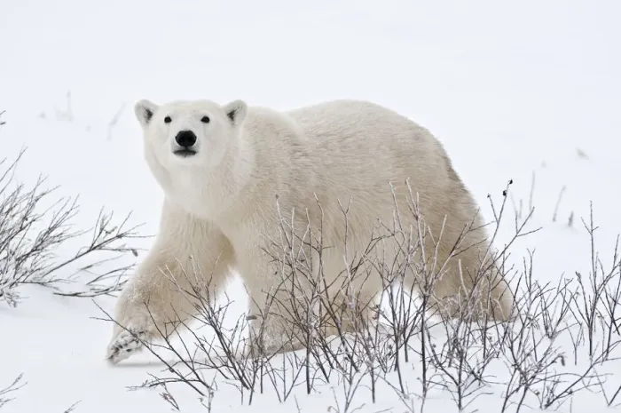 Framed Print : Canada, Manitoba, Churchill. Polar bear on frozen tundra