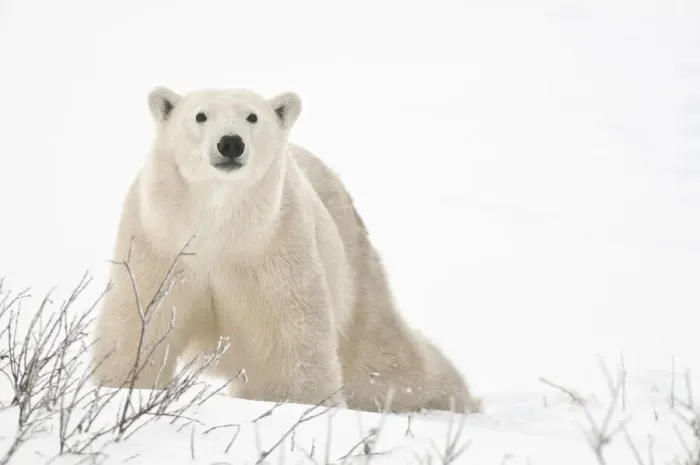 Framed Print : Canada, Manitoba, Churchill. Polar bear on frozen tundra