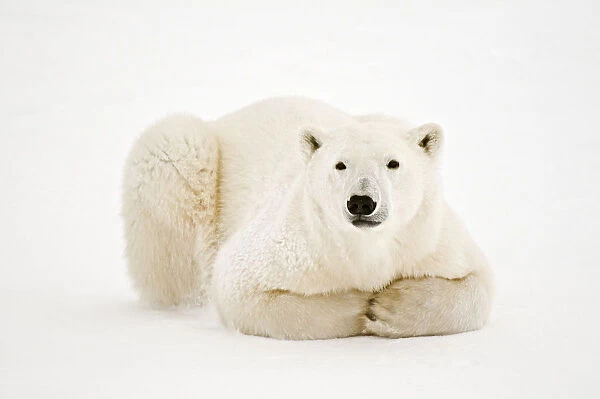 Canada, Manitoba, Churchill. Polar Bear on Hudson Bay ice