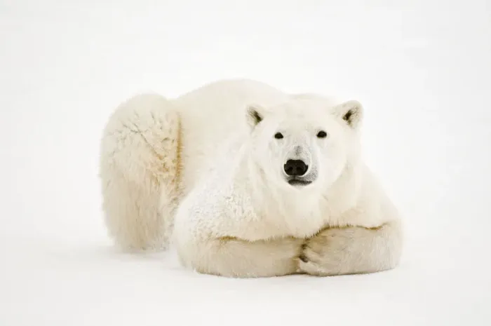 Framed Print : Canada, Manitoba, Churchill. Polar Bear on Hudson Bay ice Framed Print : Canada, Manitoba, Churchill. Polar Bear on Hudson Bay ice