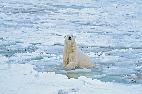 Canada, Manitoba, Churchill. Polar bear in icy water