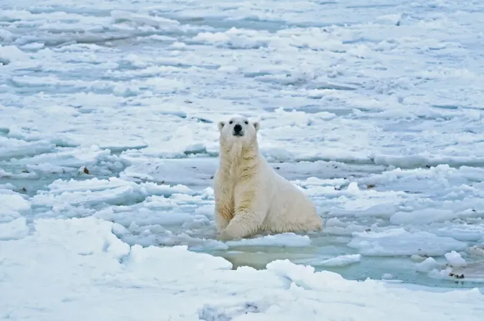 Framed Print : Canada, Manitoba, Churchill. Polar bear in icy water Framed Print : Canada, Manitoba, Churchill. Polar bear in icy water