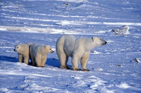 Canada, Manitoba, Churchill. Polar bear mother and cubs on frozen tundra, (wild, Ursus maritimus)