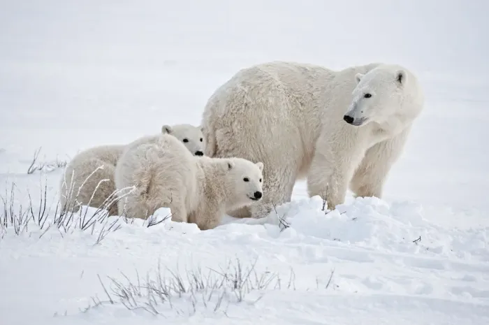 Framed Print : Canada, Manitoba, Churchill. Polar bear mother and cubs on frozen tundra. Credit as Framed Print : Canada, Manitoba, Churchill. Polar bear mother and cubs on frozen tundra. Credit as