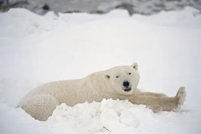 Framed Print : Canada, Manitoba, Churchill. Polar bear resting in snow