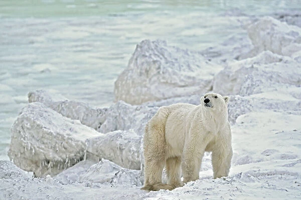 Canada, Manitoba, Churchill. Polar bear on rocky frozen tundra