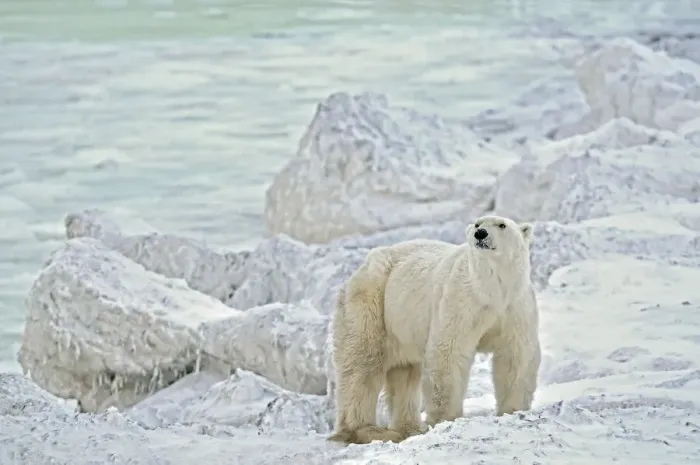 Framed Print : Canada, Manitoba, Churchill. Polar bear on rocky frozen tundra