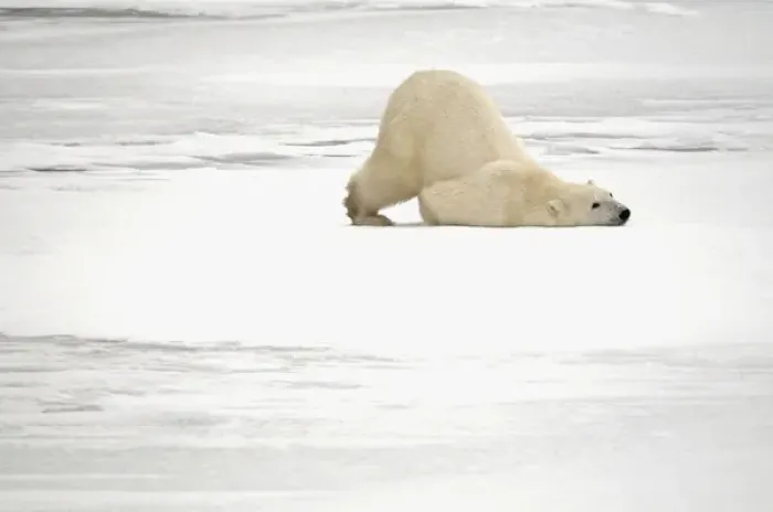 Framed Print : Canada, Manitoba, Churchill. Polar bear scratching itself on frozen tundra. Credit as Framed Print : Canada, Manitoba, Churchill. Polar bear scratching itself on frozen tundra. Credit as