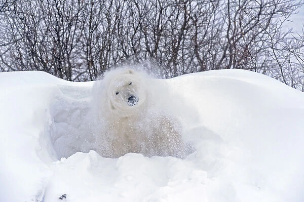 Canada, Manitoba, Churchill. Polar bear shaking snow off on frozen tundra. Canada Credit as