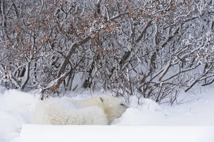 Framed Print : Canada, Manitoba, Churchill. Polar bear sleeping in snow Framed Print : Canada, Manitoba, Churchill. Polar bear sleeping in snow