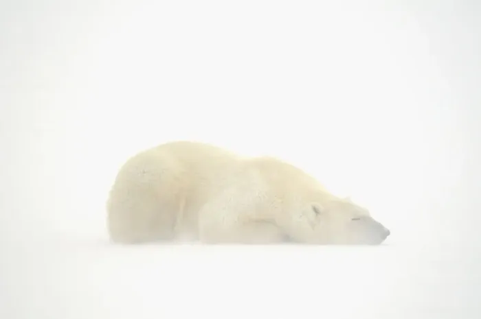 Framed Print : Canada, Manitoba, Churchill. Polar bear sleeping on snow in fog Framed Print : Canada, Manitoba, Churchill. Polar bear sleeping on snow in fog