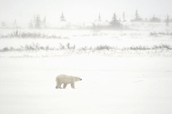 Canada, Manitoba, Churchill. Polar bear walking on tundra in blizzard. Credit as