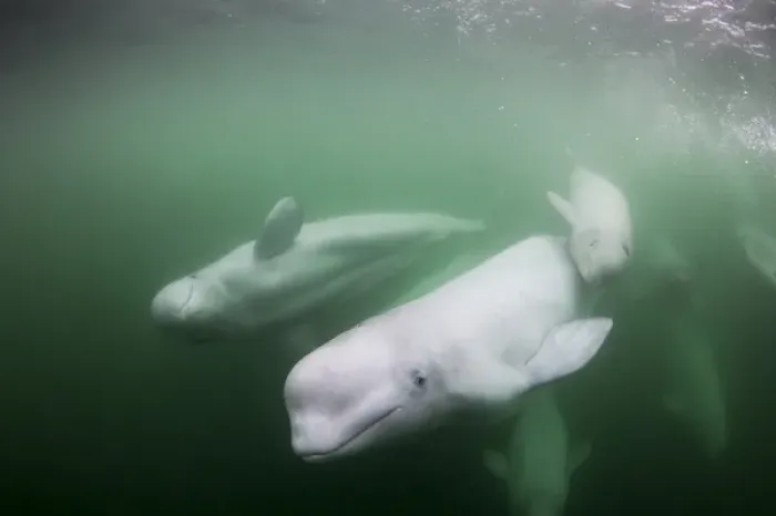 Framed Print : Canada, Manitoba, Churchill, Underwater view of young Beluga Whale calf swimming with mother Framed Print : Canada, Manitoba, Churchill, Underwater view of young Beluga Whale calf swimming with mother