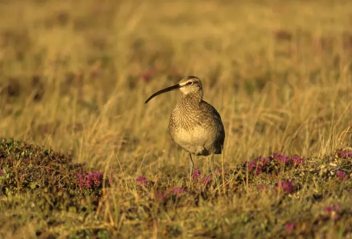 Framed Print : Canada, Manitoba, Churchill. Whimbrel bird on the tundra Framed Print : Canada, Manitoba, Churchill. Whimbrel bird on the tundra